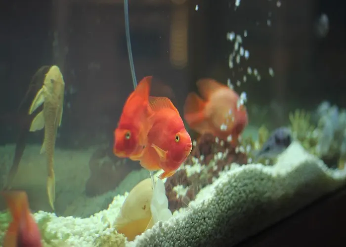 Arden Park & 酒店 4*